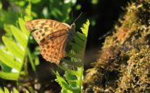 La photo du jour : les papillons de l'automne