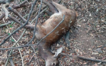 Serra-di-Fium’Orbu : un faon abattu, le Parc Naturel Régional de Corse dénonce un acte de braconnage