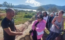 En Corse, les pêcheurs face à l'invasion du crabe bleu