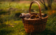 Champignons : une saison exceptionnelle en Corse après des années de sécheresse