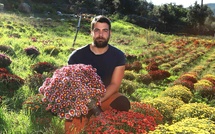 Lama : La passion des chrysanthèmes de Georges Calassa, jeune producteur audacieux