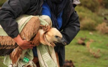 Un jeune vautour fauve, en difficulté, sauvé dans le Reginu