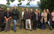 Cynips : Une nouvelle donation de la Brasserie Pietra pour sauver la châtaigneraie corse