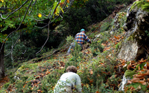 Une récolte 2024 prometteuse pour la farine de châtaigne corse