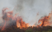 Incendie à Vivario : 5 000m2 de maquis détruit