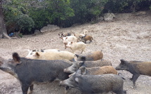 Faune sauvage et élevage :  le défi de la Corse face aux risques sanitaires
