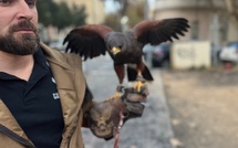 A Ajaccio, les faucons sont de retour pour chasser 200.000 étourneaux 