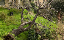 Vents violents : nouvelle alerte orange en Corse 