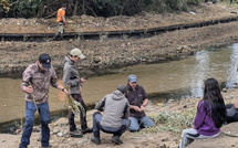 Bastelicaccia : Des saules et des aulnes pour redonner vie au fleuve du Prunelli