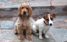 Quand "Libecciu" et "Jack" prennent la pose…