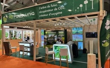 Le paulownia prend racine en Corse