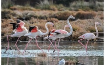 La photo du jour : les flamants roses de retour à Portivechju