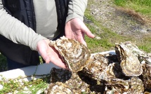 En Corse, aurons-nous des huîtres sur la table pour les fêtes ?