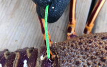 En Corse, une collaboration entre pêcheurs et scientifiques pour protège les langoustes rouges