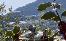 La photo du jour : caracutu è alivu