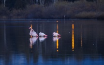 La photo du jour : les flamants roses de Chjurlinuu