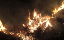Linguizzetta : Un incendie détruit un hectare de maquis
