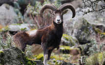 A màghjina :  u muvrone d'Ascu