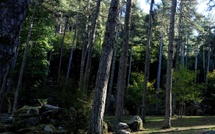 Une large part des forêts de montagne de l'Hexagone et de Corse menacées par le changement climatique