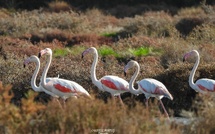 La photo du jour : les flamants roses des marais salants de Portivechju