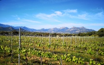 Élections à la chambre d’agriculture de Corse : que faire sans matériel de vote ?