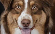 Quelles sont les races de chiens préférées des Corses en 2024 ?