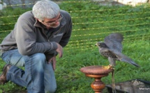 La fauconnerie appelée à la rescousse pour effaroucher les étourneaux ajacciens