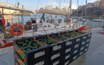 À la voile entre la Corse et Marseille, ces avocats bio voyagent sans empreinte carbone