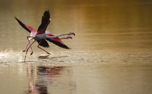 La photo du jour : Le ballet des flamants roses à Chjurlinu