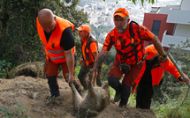 Une battue administrative aux sangliers organisée ce samedi 8 février à Ajaccio