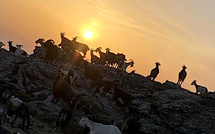 La photo du jour : caprette capicursine