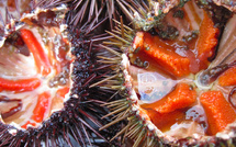 Ouverture de la pêche aux oursins en Corse : les règles à respecter