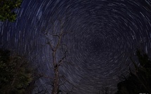 La photo du jour : un châtaignier dans la nuit de l'Alta Rocca