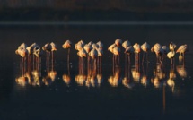 L'image du jour : Les flamants roses de Biguglia