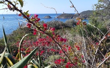 La photo du jour : coup d'œil sur Fautea