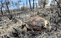 Sauver un hérisson brûlé ou une tortue piégée : en Corse, on forme ceux qui agissent 