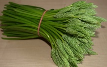 Avis aux amateurs d'asperges des bois, des intoxications sont possibles