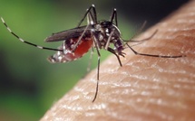 Trois cas importés de chikungunya confirmés en Corse