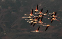Etang de Biguglia : Le vol des flamants roses…