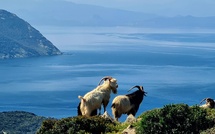 A màghjina : Capicorsu eternu...