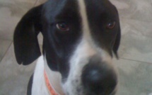 Plus beau chien de France : Sustegnu pa "Farò", deuxième du concours…