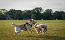Balades, parcs, accès : la Corse parmi les régions les moins “dog friendly” de France 
