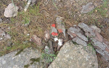 Des actes de vandalisme constatés sur le GR20 entre Asinau et Paliri