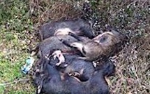 Balade dans la nature : Sangliers abattus et abandonnés, divan à l'air libre…