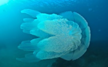 La Rhizostoma pulmo, ou méduse chou-fleur, dans les eaux bastiaises…