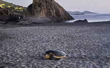 Plage du Ruppione : La saison des pontes a démarré pour les tortues marines 