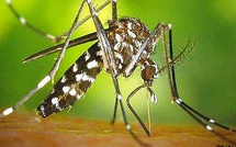 Chikungunya : un quatrième cas détecté en Corse-du-Sud, la transmission locale se confirme