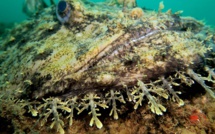 Plongée : Attention les baudroies arrivent