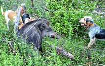 Chasse au sanglier : en Corse, une saison prometteuse malgré la chaleur