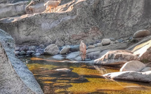 A màghjina :  Capre à u filu di l'acqua in Albertacce